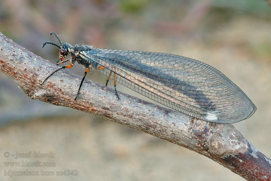 Myrmeleon bore Mravkolev dunový