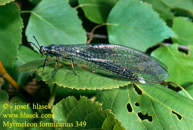 Myrmeleon formicarius Mravkolev běžný Antlion