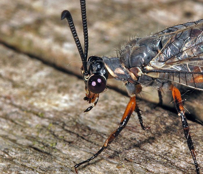 Myrmeleon formicarius