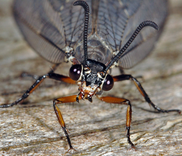 Myrmeleon formicarius