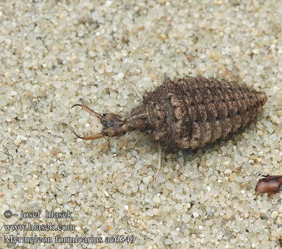 Myrlejon Formicaleone Formiga-leão Formigues lleó Fourmilion