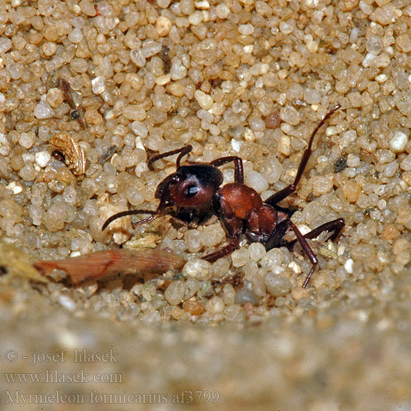 Мурашиний лев звичайний Myrmeleon formicarius Mravkolev běžný