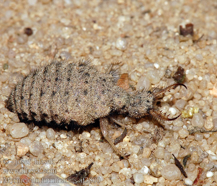 Mravkolev běžný Antlion Муравьиный лев обыкновенный