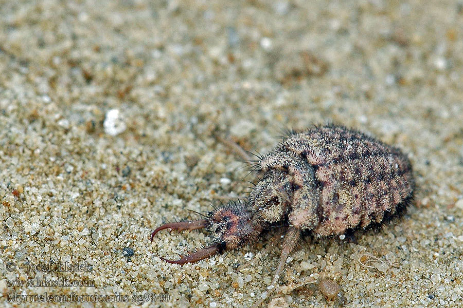 Myrmeleon formicarius