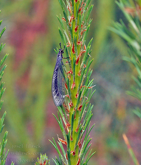 Myrmeleon formicarius Mravkolev běžný Antlion