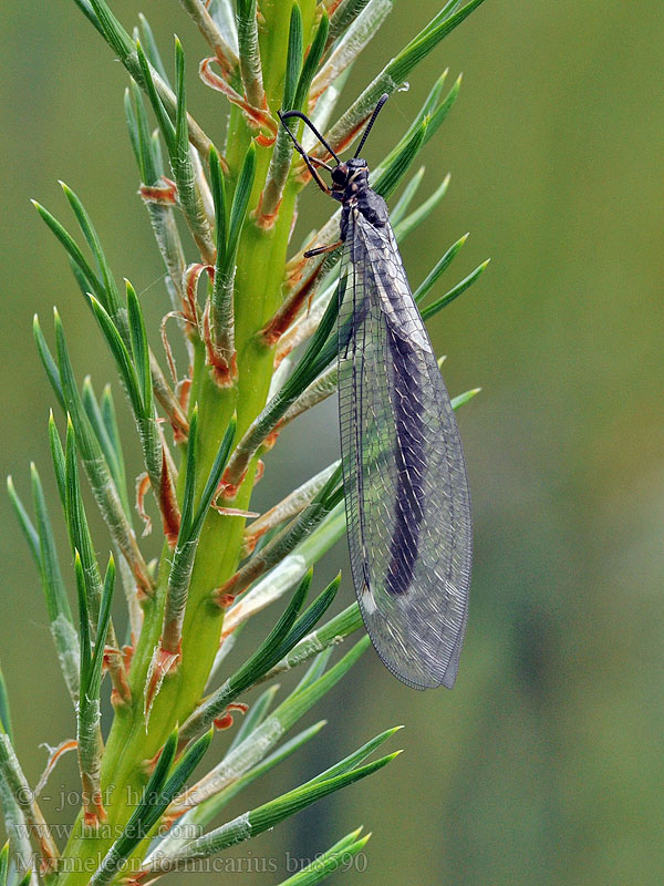 Myrmeleon formicarius Mravcolev čiernobruchý Fourmilion commun