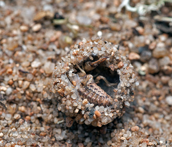 Mrówkolew pospolity plamoskrzydły Myrmeleon formicarius