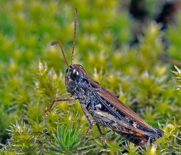 Saranče kyjorohá Gefleckte Keulenschrecke Myrmeleotettix maculatus