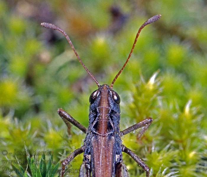 Myrmeleotettix maculatus Pałkowiak plamisty Knopsprietje Liten klubbsprötgräshoppa