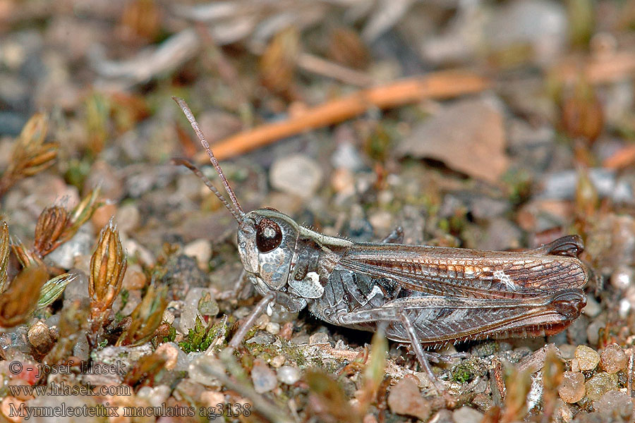 Myrmeleotettix maculatus Копьеуска пятнистая