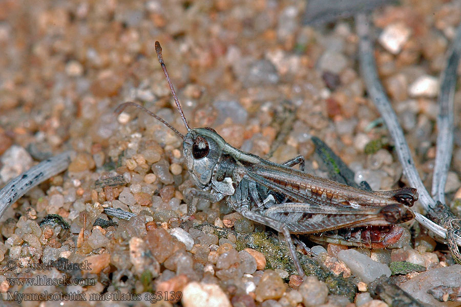 Myrmeleotettix maculatus Saranče kyjorohá Gefleckte Keulenschrecke