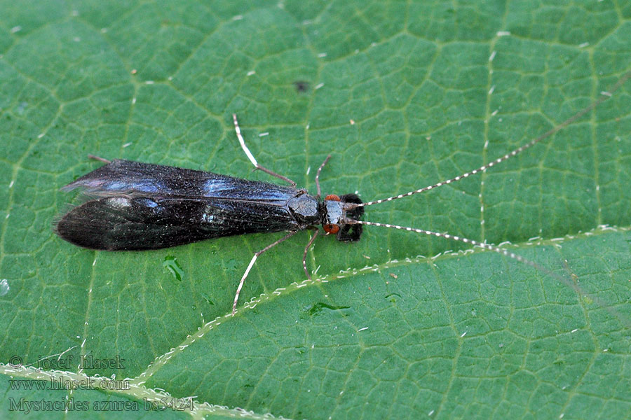 Mystacides azurea