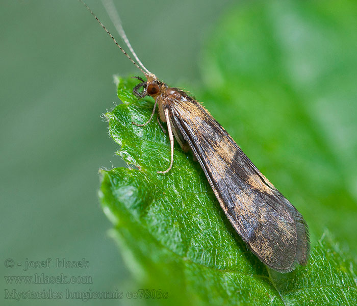 Mystacides longicornis