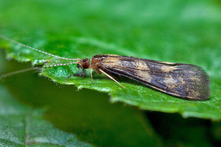 Mystacides longicornis