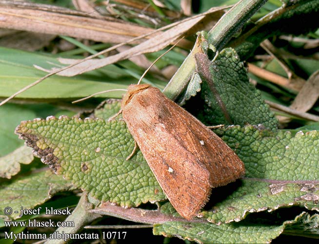 Mythimna albipuncta White-point Weißfleckeule