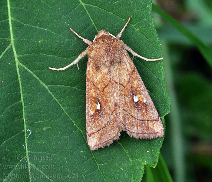 Mythimna conigera Brown-line Bright-eye