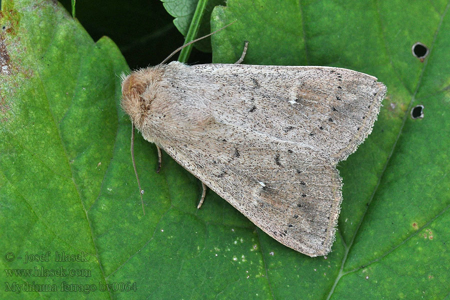 Noctuelle lythargyrée Ruosteolkiyökkönen Tegelrött gräsfly Mythimna ferrago