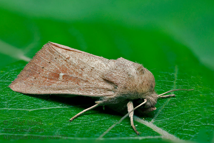 Noctuelle lythargyrée Gekraagde grasuil Mythimna ferrago