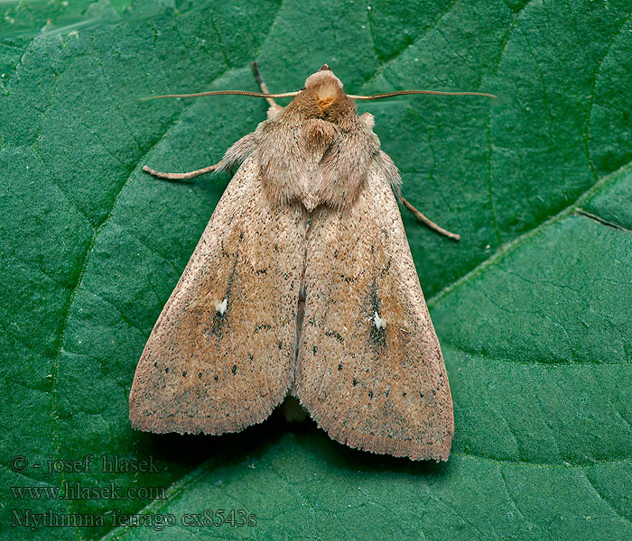 Tegelrött gräsfly Mythimna ferrago