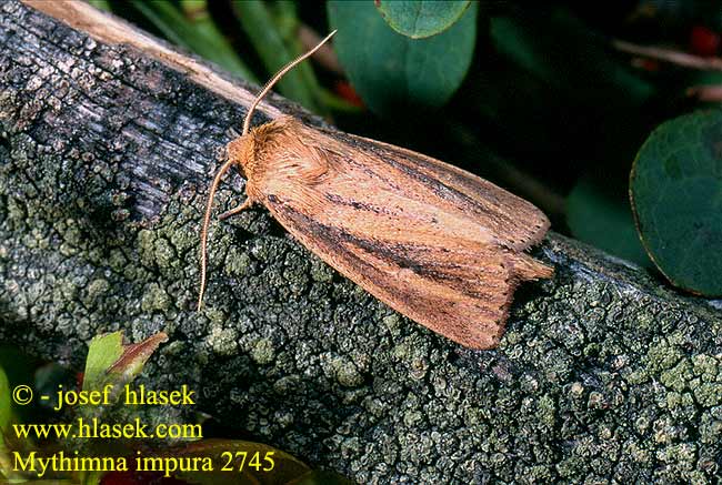 Mythimna impura Smoky Wainscot Ufergrasflur-Weißadereule Plavokřídlec luční Совка шелковистая грязноватая Sameaolkiyökkönen Leucanie souillée Stompvleugelgrasuil Gelsvapilkis pievinukas Brungult grasfly Mora trsťová Brungult gräsfly