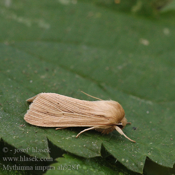 Brungult gräsfly Mythimna impura Smoky Wainscot