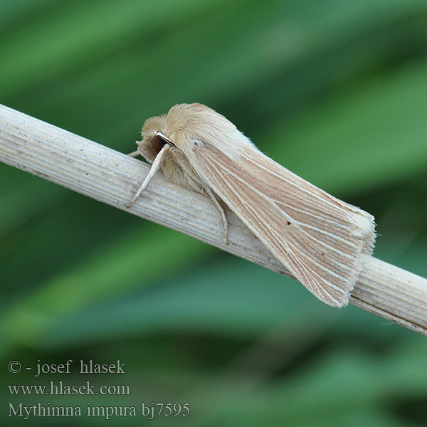 Smoky Wainscot Ufergrasflur-Weißadereule Plavokřídlec luční Совка шелковистая грязноватая Sameaolkiyökkönen Leucanie souillée Stompvleugelgrasuil Gelsvapilkis pievinukas Brungult grasfly Mora trsťová Brungult gräsfly Mythimna impura