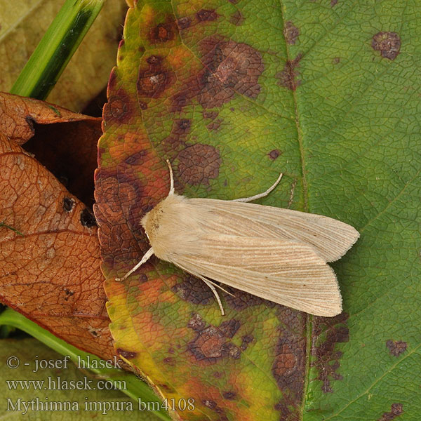 Sameaolkiyökkönen Leucanie souillée Stompvleugelgrasuil Gelsvapilkis pievinukas Brungult grasfly Mora trsťová Brungult gräsfly Mythimna impura Smoky Wainscot Ufergrasflur-Weißadereule Plavokřídlec luční Совка шелковистая грязноватая