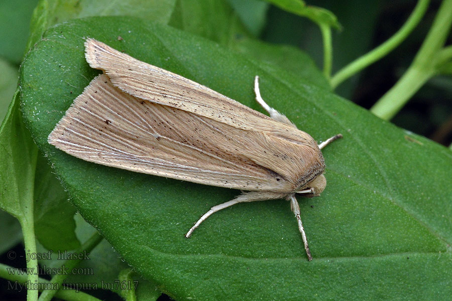 Mythimna impura