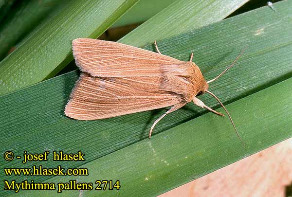 Mythimna pallens Common Wainscot Weißadereule