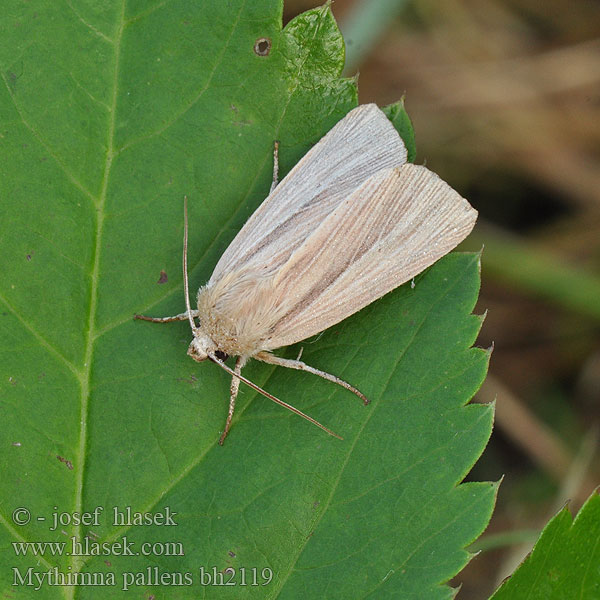 Vaaleaolkiyökkönen Halmugle Bleke grasuil Leucanie blafarde Paprastasis pievinukas Sápadt fűbagoly Совка бледная полосатая Mythimna pallens Common Wainscot Weißadereule Plavokřídlec stepní Mokradlica Mora hviezdicová Halmgult gräsfly grasfly