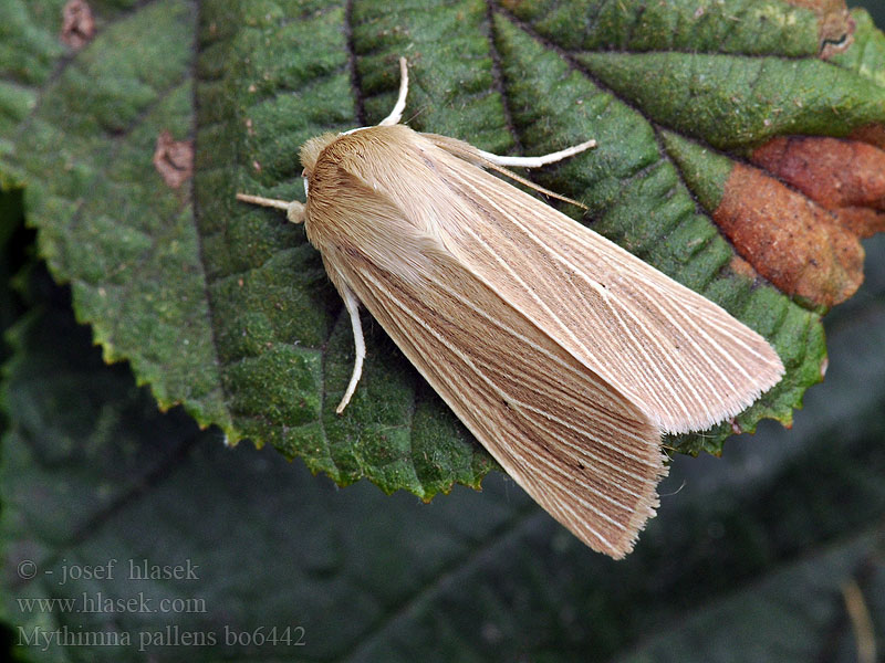 Common Wainscot Mythimna pallens