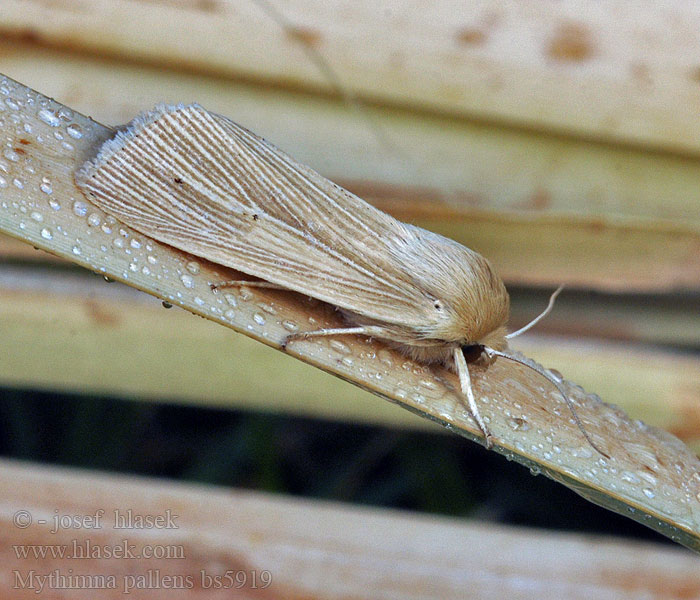 Halmgult gräsfly grasfly Mythimna pallens