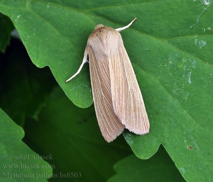 Bleke grasuil Leucanie blafarde Mythimna pallens