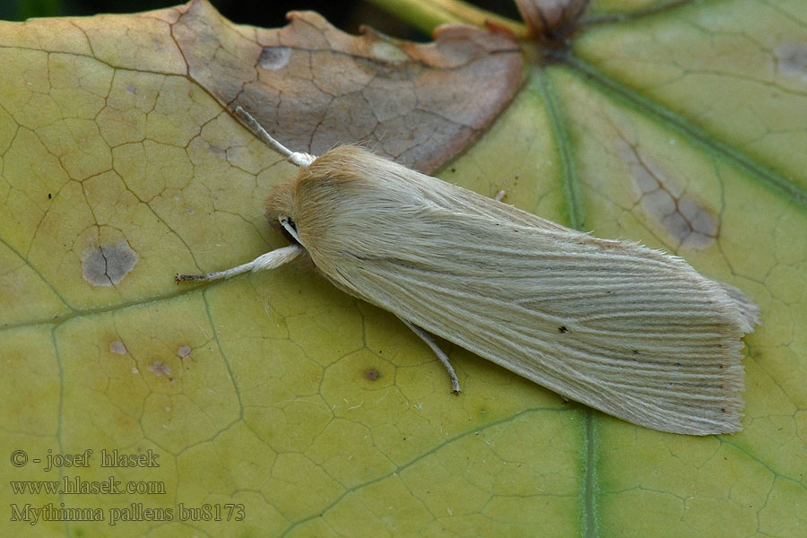 Mythimna pallens