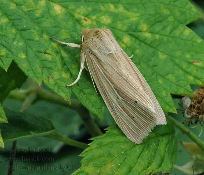 Mythimna pallens