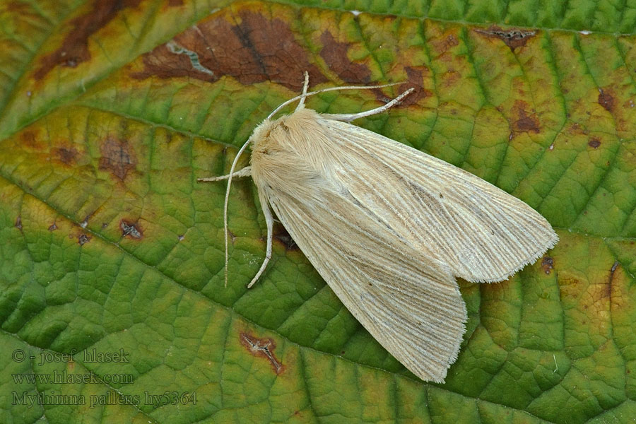 Mythimna pallens