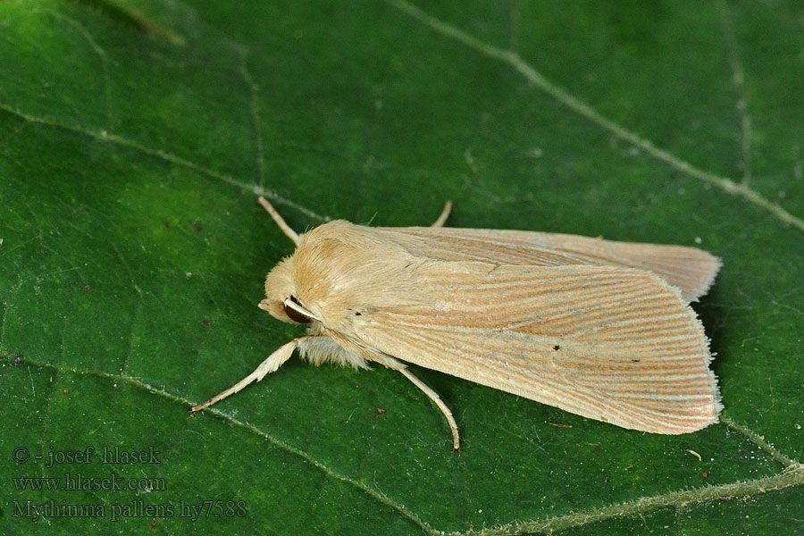 Mythimna pallens