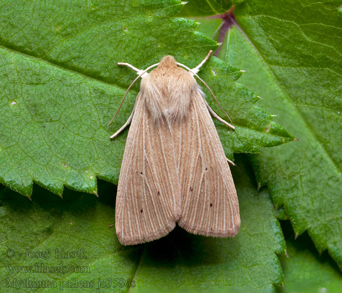 Sideridis Common Wainscot Weißadereule Mythimna pallens