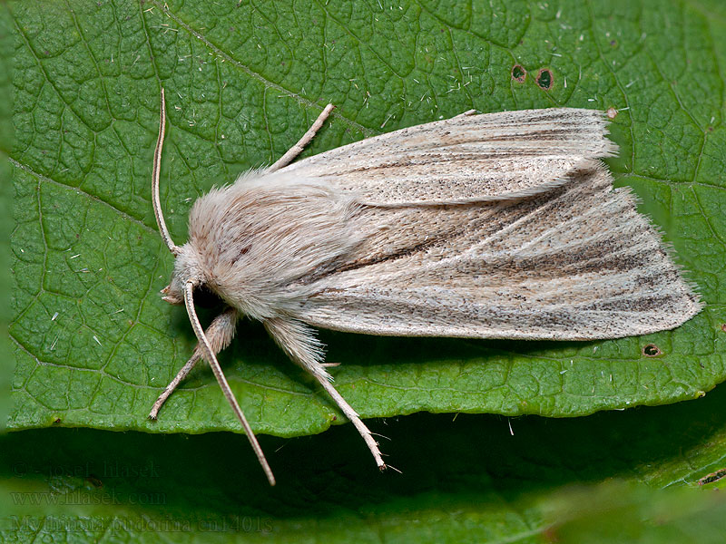 Striped Wainscot Rusvarudis pievinukas Mora nafialovelá