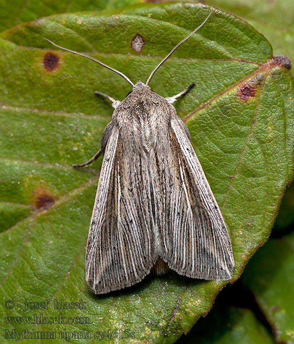 Mythimna riparia Leucanie riveraine