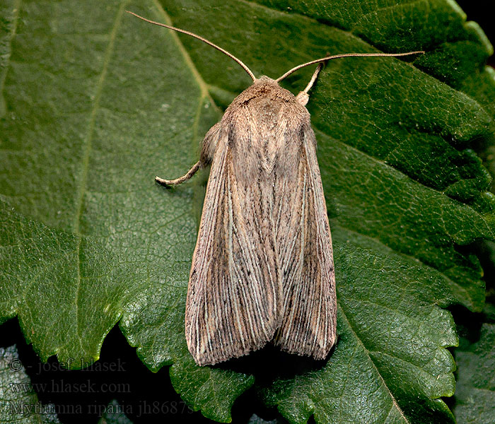 Mythimna riparia Leucanie riveraine