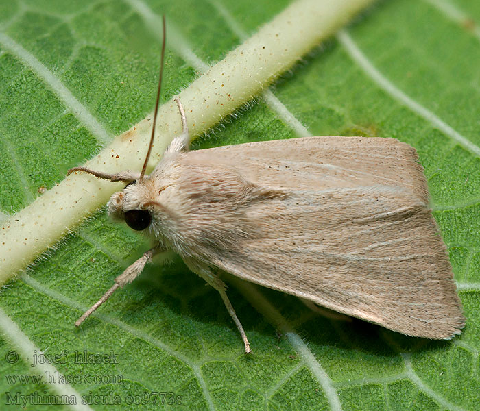 Mythimna sicula Leucanie sicilienne Puntlijngrasuil