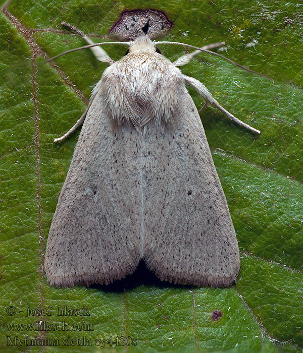 Mythimna sicula