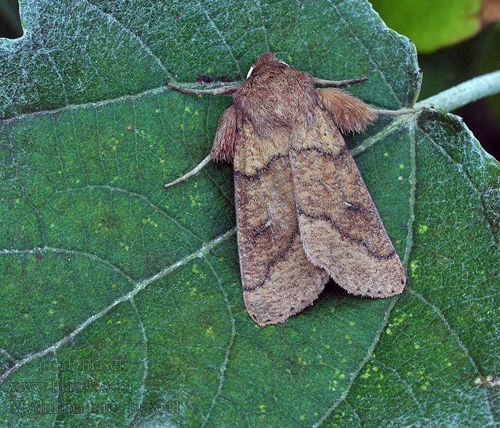 Double Line Marbeleule Mythimna turca