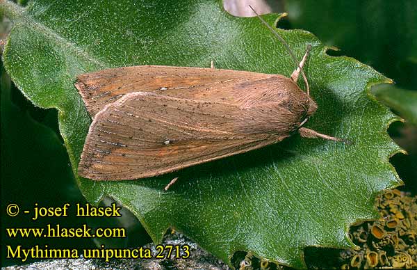 Mythimna unipuncta