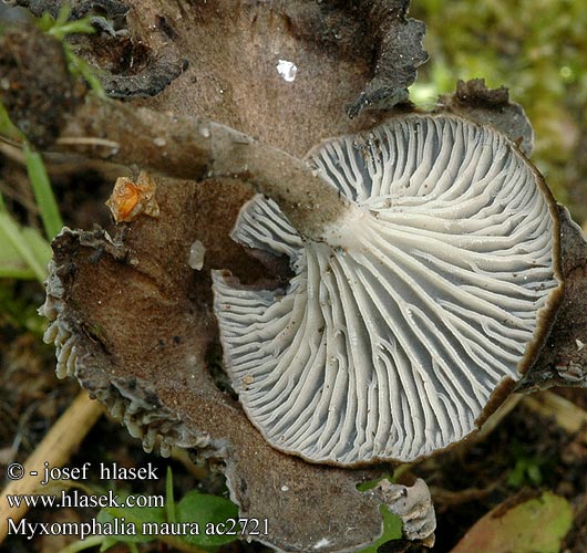 Kalichovka spáleništní uhelná uhlová Uhľovka lúčovitá Dunkler Kohlennabeling Burn Site Mycena Branntussehatt Kulhat Kul-Gråhat Nokilakki Omphale carbonicole brun noirâtre Splijtplaat Svartnavling Śluzopępka węglolubna Омфалина гаревая Myxomphalia maura Fayodia Omphalia