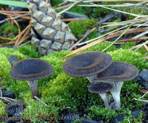 Dunkler Kohlennabeling Burn Site Mycena Branntussehatt Kulhat Kul-Gråhat Nokilakki Omphale carbonicole brun noirâtre Splijtplaat Svartnavling Śluzopępka węglolubna Омфалина гаревая Myxomphalia maura Fayodia Omphalia Kalichovka spáleništní uhelná uhlová Uhľovka lúčovitá