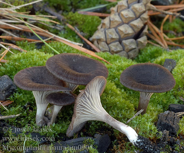 Burn Site Mycena Branntussehatt Kulhat Kul-Gråhat Nokilakki Omphale carbonicole brun noirâtre Splijtplaat Svartnavling Śluzopępka węglolubna Омфалина гаревая Myxomphalia maura Fayodia Omphalia Kalichovka spáleništní uhelná uhlová Uhľovka lúčovitá Dunkler Kohlennabeling