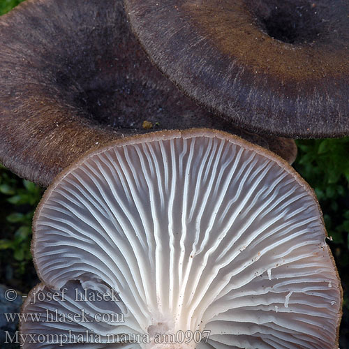 Myxomphalia maura am0907