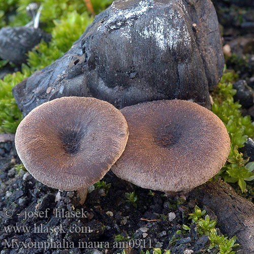 Śluzopępka węglolubna Омфалина гаревая Myxomphalia maura Fayodia Omphalia Kalichovka spáleništní uhelná uhlová Uhľovka lúčovitá Dunkler Kohlennabeling Burn Site Mycena Branntussehatt Kulhat Kul-Gråhat Nokilakki Omphale carbonicole brun noirâtre Splijtplaat Svartnavling